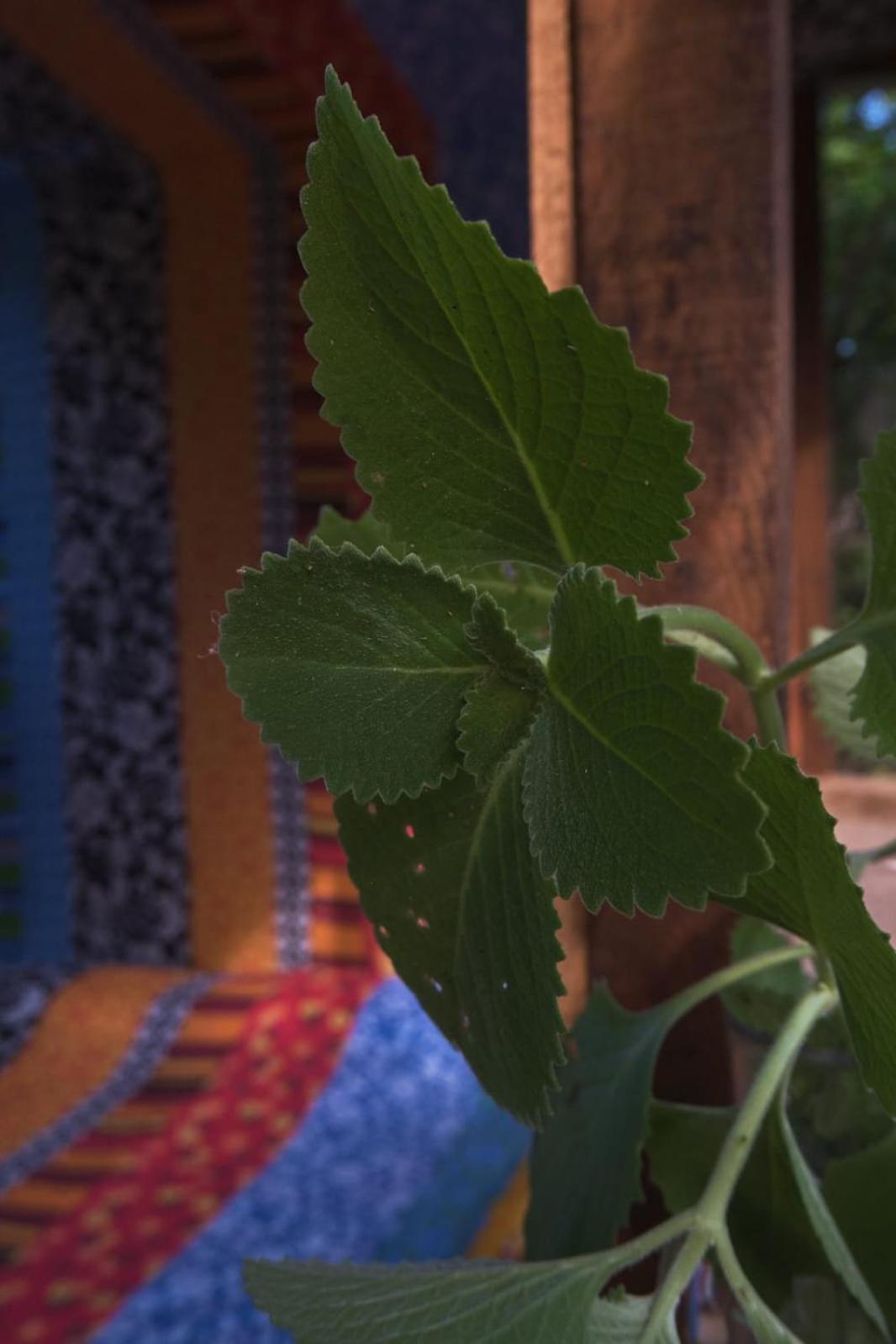 فندق Planta Glamp Farm Santa María Huatulco المظهر الخارجي الصورة